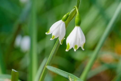 スノーフレークの可憐な花 スノーフレーク,花,白の写真素材