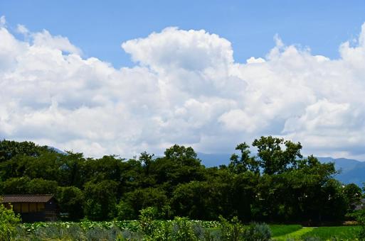 緑と青空 緑と青空 空,天気,晴天の写真素材