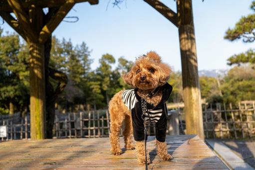 春の公園で散歩するトイプードル 春の公園で散歩するトイプードルの写真