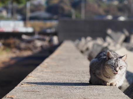 堤防で舌を出しながら日向ぼっこをする猫 堤防で舌を出しながら日向ぼっこをする猫 猫,癒し,海辺の写真素材