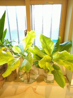 Photo, foliage plant, hydroponic culture, ficus, 