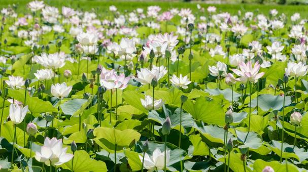 一面に咲く夏の蓮の花畑 一面に咲く夏の蓮の花畑の写真