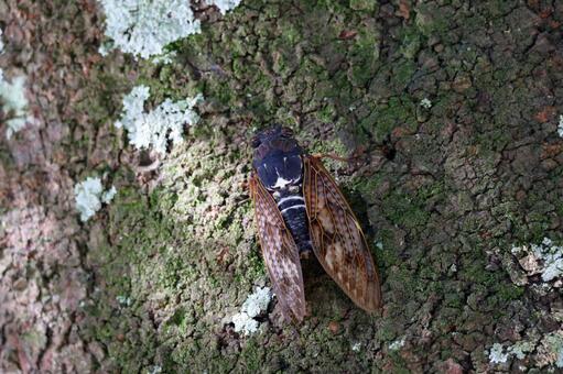 アブラゼミ アブラゼミ,セミ,蝉の写真素材