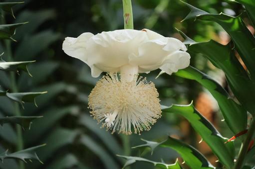 白い花のバオバブの花のアップ 白い花のバオバブの花のアップ 白い,バオバブ,花の写真素材