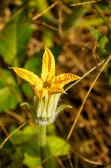 冬季の作物冬瓜の黄色い花 植物,葉,自然の写真素材