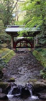 彌彦神社 彌彦神社 神社,弥彦,佐渡ヶ島の写真素材