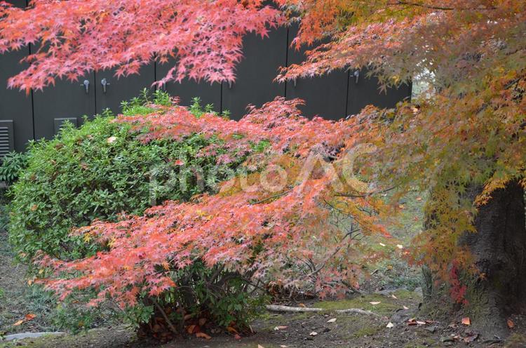 催し会場と紅葉 秋,催し物,楓の写真素材