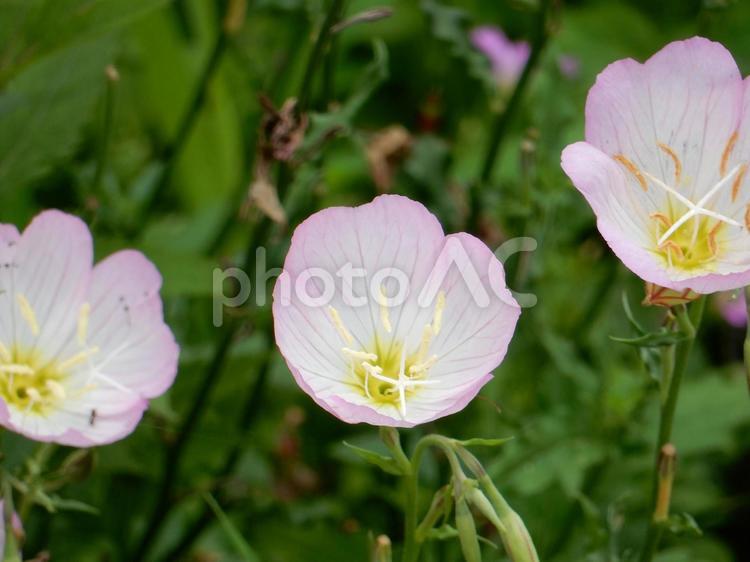 【花の写真】ヒルザキツキミソウ ヒルザキツキミソウ,昼咲月見草,ツキミソウの写真素材