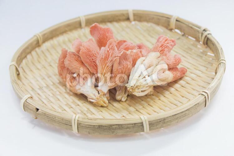   トキイロヒラタケ トキイロヒラタケ,平茸,キノコの写真素材