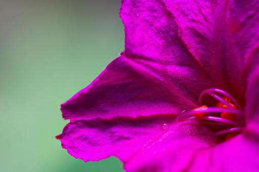 鮮やかなピンク色のオシロイバナ 鮮やかなピンク色のオシロイバナの写真