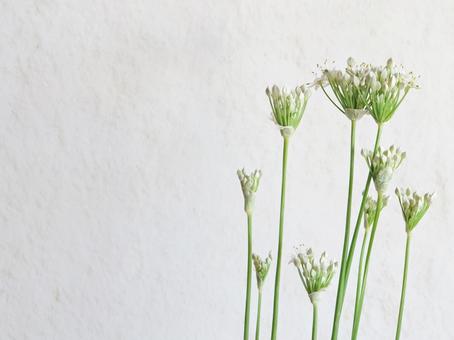 白背景 ニラの花 白背景 ニラの花の写真