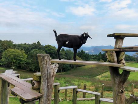 遊ぶヤギ 遊ぶヤギの写真