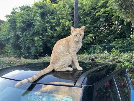 野良猫 野良猫 お座り,猫,野生の写真素材