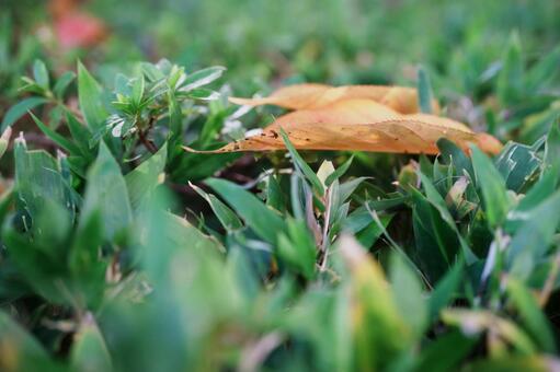 Photo, fallen leaves, autumn leaves, autumn, 