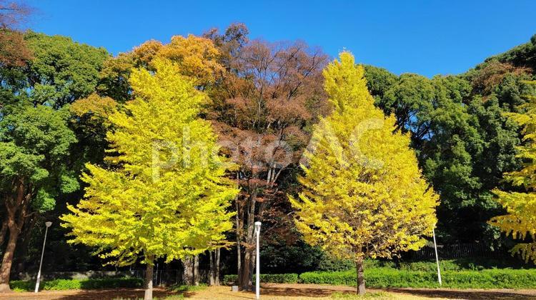 秋の代々木公園 黄葉,イチョウ,代々木公園の写真素材