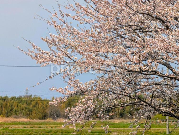 満開の桜と畑 春,桜,ピンクの写真素材