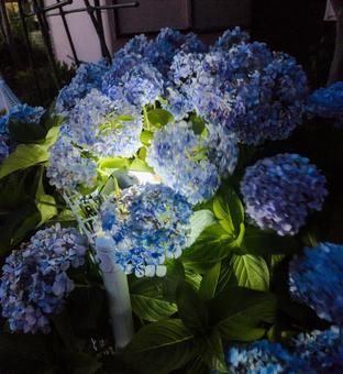 夜に浮かび上がる西洋アジサイの花 夜に浮かび上がる西洋アジサイの花の写真