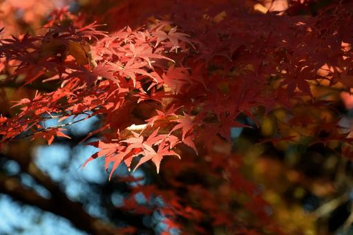 autumn leaves, JPG autumn leaves, JPG