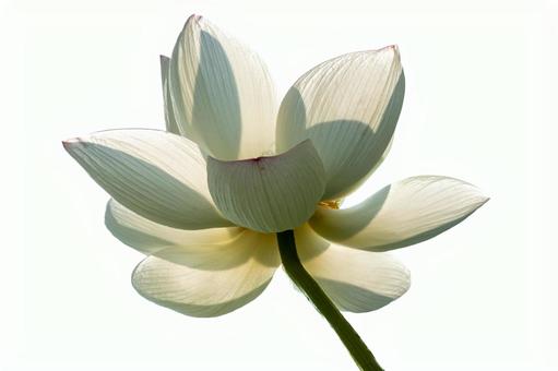 白背景の蓮の花 白背景の蓮の花 白背景,白い,花びらの写真素材