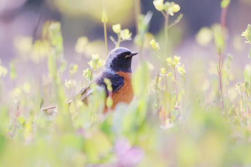 菜の花畑の中のジョウビタキ 鳥,ジョウビタキ,冬の写真素材