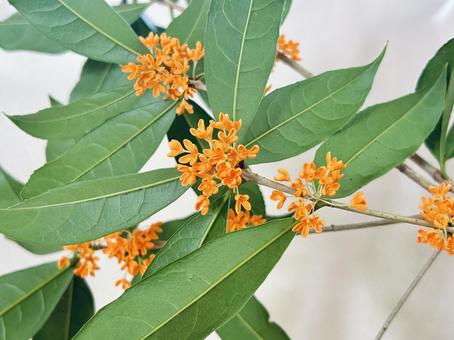 キンモクセイ キンモクセイ,花,植物の写真素材
