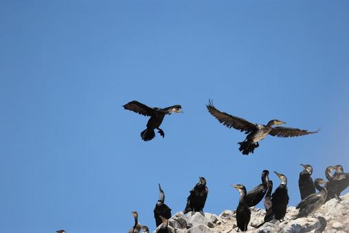 ウミウのコロニー ウミウのコロニー ウミウ,コロニー,営巣の写真素材