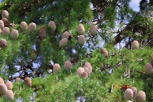 茶色の実と緑の葉とヒマラヤスギの木の枝 茶色,実,緑の写真素材