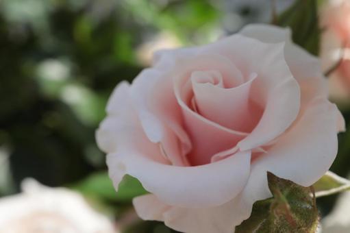 バラ園にてピンクの薔薇を撮りました バラ園にてピンクの薔薇を撮りましたの写真