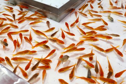 金魚すくいの金魚のアップ・お祭り・屋台） 金魚すくい,祭り,屋台の写真素材