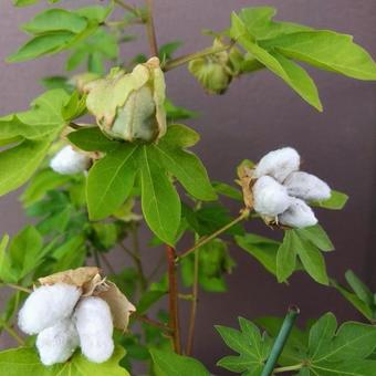 綿１４（綿毛） 綿,植物,屋外の写真素材