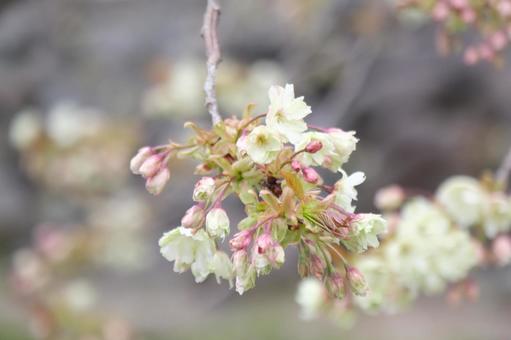 桜 桜の写真