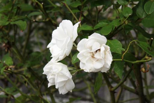 バラ・薔薇 アイスバーグ バラ・薔薇 アイスバーグの写真