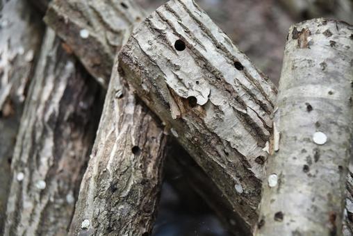 原木椎茸がたくさん並んでいる 椎茸,きのこ,原木の写真素材