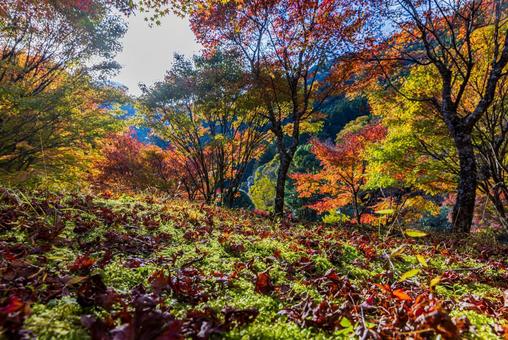 静岡県 草履石公園・秋景色 静岡県 草履石公園・秋景色 草履石公園,寸又峡,紅葉の写真素材
