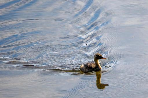 カイツブリ⑻の写真