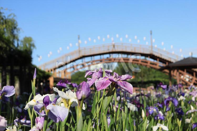 茨城県潮来市　水郷潮来あやめまつり あやめ,アヤメ,菖蒲の写真素材