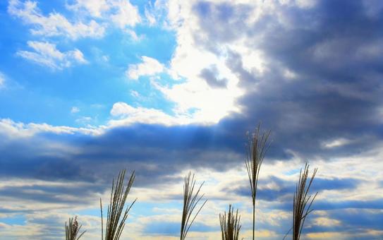 秋の空と雲とススキ 青空,秋空,空の写真素材