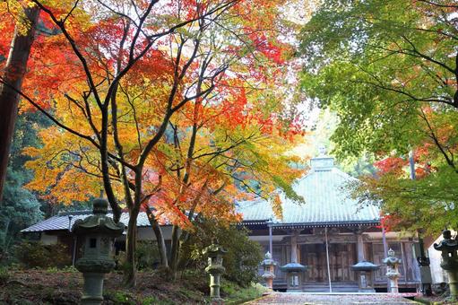 紅葉に囲まれた本堂 紅葉,モミジ,西林寺の写真素材