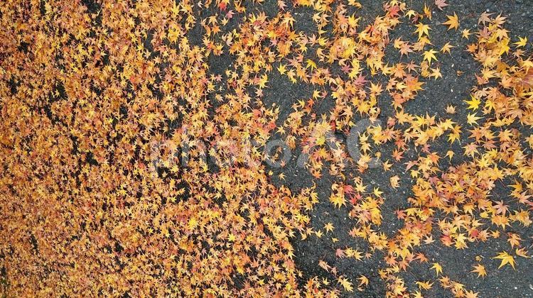 もみじの絨毯 もみじ,落ち葉,一面の写真素材