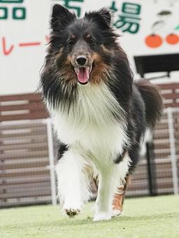 Sheltie at the dog run, JPG
