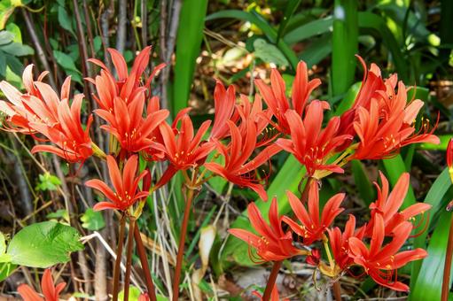 キツネノカミソリ キツネノカミソリ 花菜ガーデン,キツネノカミソリ,有毒の写真素材