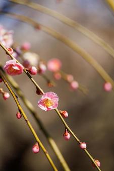 紅梅の枝垂れ梅 梅,ピンク,梅の花の写真素材