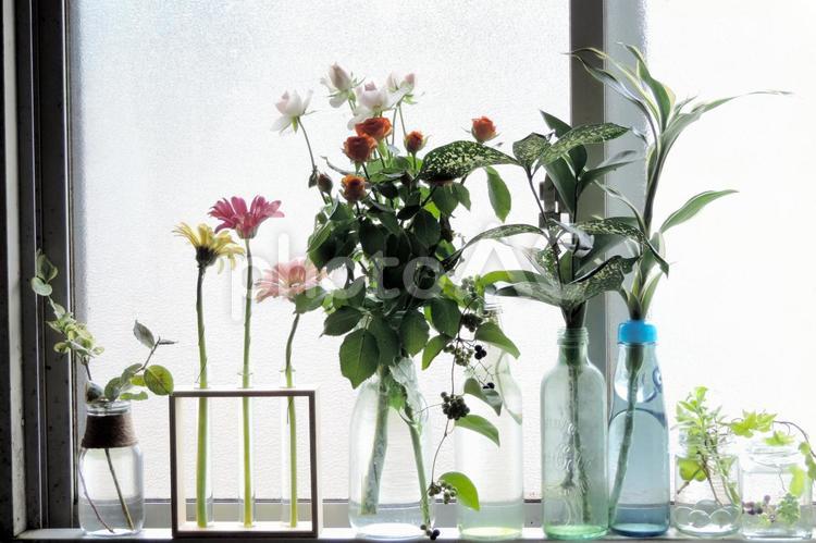 窓辺の風景 窓辺の風景,窓,植物の写真素材