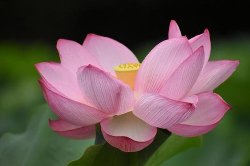 Oga lotus in the lotus field in Nozuta-cho, Machida City, just after the summer heat, JPG