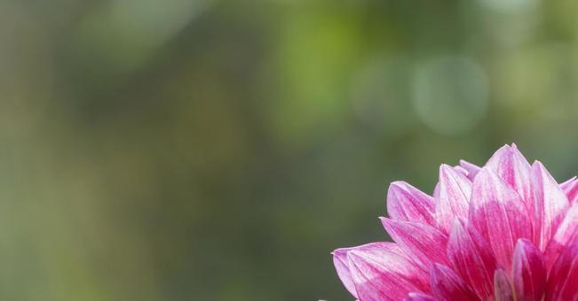 ピンクのダリアと緑の背景 ダリア,花,ピンクの写真素材