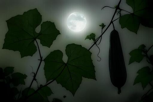月夜のへちまの蔓 月夜のへちまの蔓の写真