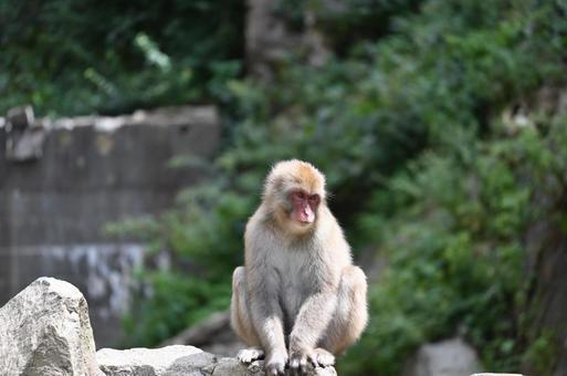 ニホンザル ニホンザルの写真