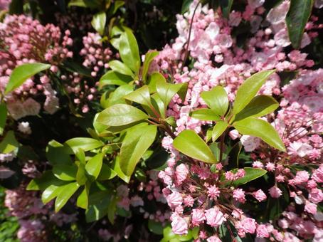 カルミアの写真