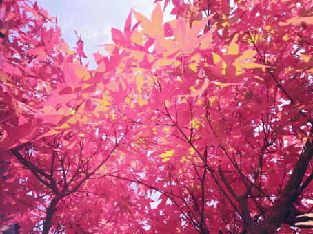 紅葉3 紅葉3の写真