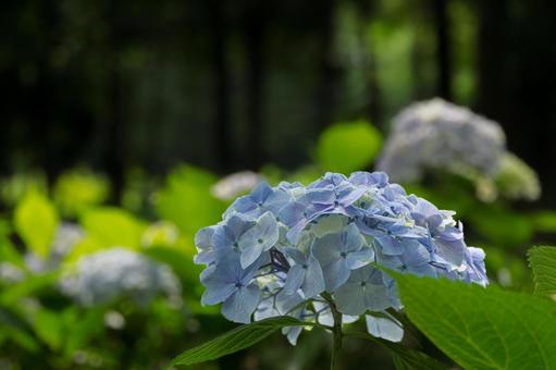 Hydrangeas in the park, JPG